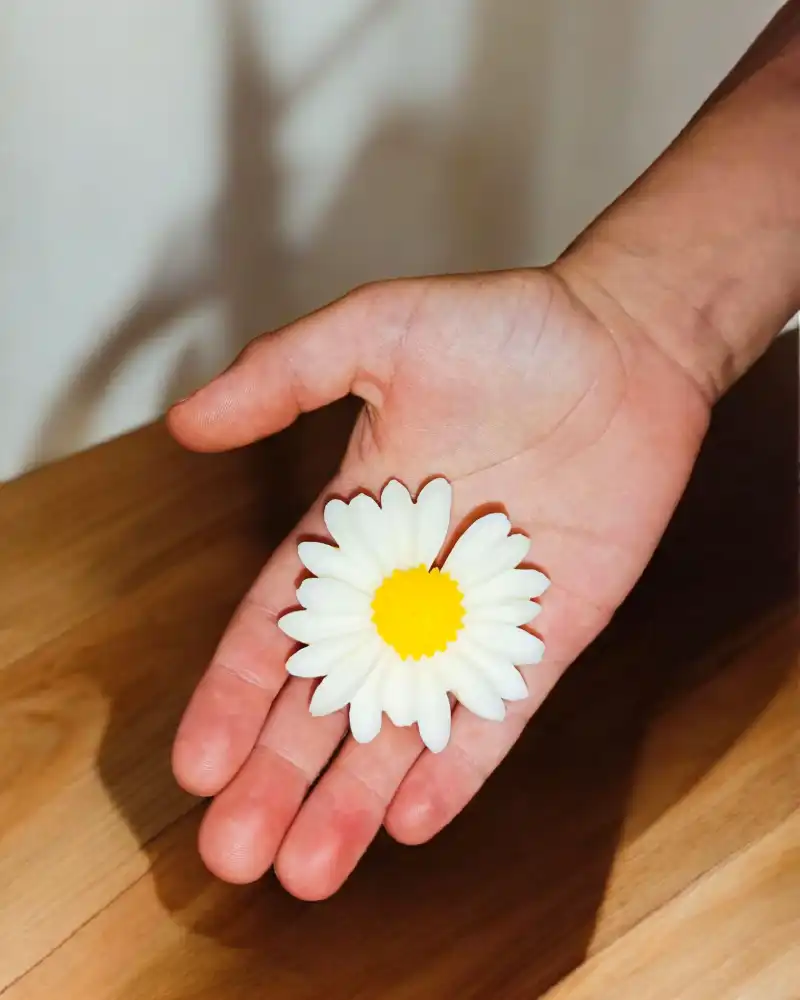 Vela margarita, detalle 2